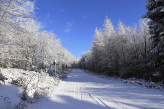 Snow-covered winter landscape in the Palatinate Forest, here in the district of Südwestpfalz. Such