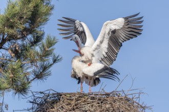 Mating white storks in courtship display (ciconia ciconia) on their nest in spring. Bas Rhin,