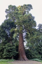 Sequoia (Sequoioideae), tree trunk, bark, nature, tree, plant, old, climate, Piesberg, Osnabrück,