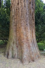 Sequoia (Sequoioideae), tree trunk, bark, nature, tree, plant, old, Piesberg, Osnabrück, Germany,