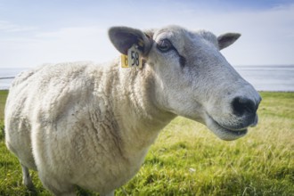 White sheep (Avis Alba), dyke, Sylt, Germany, Europe