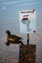 The Grugapark, Essen, botanical garden, park for leisure and recreation, pond hen, pond rail, in