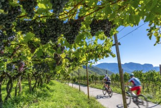 Cycle path through the wine-growing areas in South Tyrol, near Kaltern on the wine route, shortly