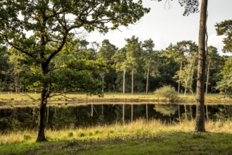 Schwarzes Wasser nature reserve in the Hohe Mark Westmünsterland nature park Park, near Wesel,