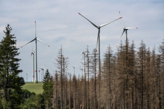 Cleared forest in the Eggegebirge, near Lichtenau, Paderborn district, site of a spruce forest that