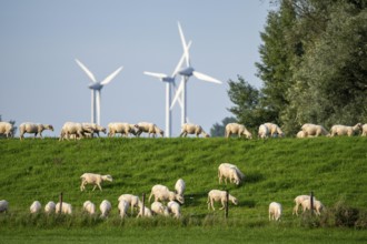 Flock of sheep on a Rhine dyke, left bank of the Rhine, near Emmerich, wind farm, Lower Rhine,