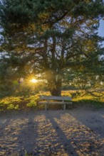 Westruper Heide, in the Hohe Mark Westmünsterland nature park Park, old wooden bench on a tree,