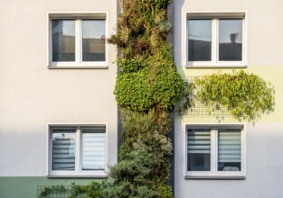 Facade greening on apartment blocks, on Gladbecker Straße, B224, to filter nitrogen oxides and fine