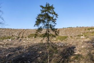 Cleared forest area north of the village of Hirschberg, Soest district, dead spruce stands were