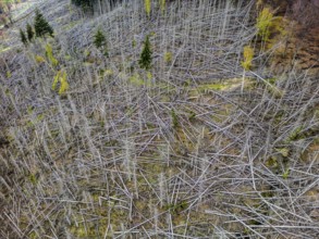 Dead spruce trees, broken by wind, lying wildly in disarray, forest dieback in the Arnsberg Forest