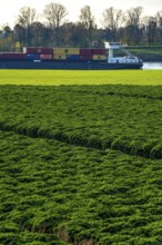 Kale field, growing area in the south of Düsseldorf, Volmerswerth district, cargo ship on the