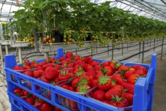 Freshly harvested strawberries, packed in boxes and crates for the consumer, strawberry cultivation