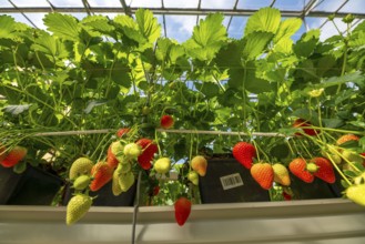 Strawberry cultivation in a greenhouse, young strawberry plants are growing, at different stages of