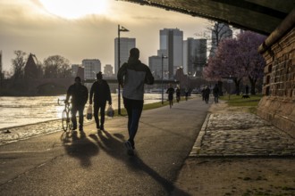 Bank of the Main in Frankfurt, Spring, Hesse, Germany, Europe