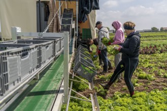 Harvesting Lollo Bianco lettuce, harvest workers cut off the lettuce heads, clean them and put them