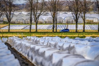 Asparagus fields, asparagus stems under foil, for faster growth, in the background foil greenhouses