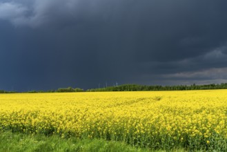 Thunderclouds over the Rhenish lignite mining area, rape field, North Rhine-Westphalia, Germany,