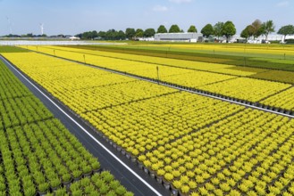 Horticultural business, broom heather plants, in flower pots, outdoors, Calluna vulgaris, North