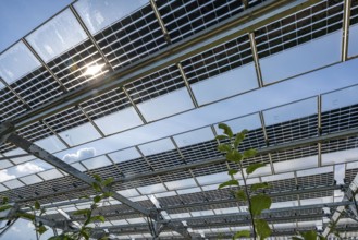 Agri-photovoltaic test plant, an apple orchard with two different systems of PV modules was roofed