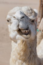 Dromedary (Camelus dromedarius), Arabian camel in head portrait, head, animal, farm animal, teeth,