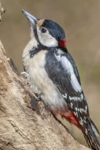 Great Spotted Woodpecker (Dendrocopos major) on a branch in the forest. Bas-Rhin, Alsace, Grand