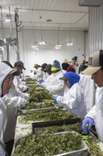 Paw Paw, Michigan, Migrant farmworkers at Grasshopper Farms trim the newly-harvested cannabis crop