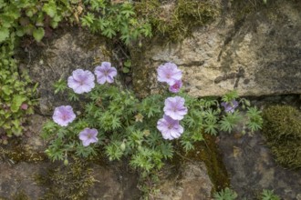 Blood cranesbill, pink, North Rhine-Westphalia, Germany, Europe