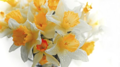 Spring wallpaper, daffodil flowers close-up, toned photo, blurred focus, horizontal, no people