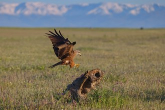 Black kite (Milvus migrans), perching station, Hides De Calera / Steppe Raptors, Nussloch, Castilla