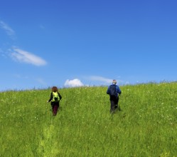 Hiker in a meadow on a mountain, Bad Vigaun, Austria, Europe