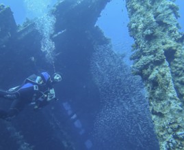 Shoal of fish and divers in the wreck of the Carnatic, Red Sea, Egypt, Africa