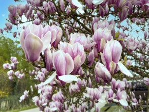 Pink pink pink pink flowers of chinese magnolia (Magnolia x soulangeana) Cross between Chinese