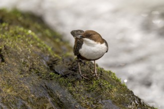 White-throated Dipper (Cinclus cinclus), at a torrent with prey in its beak, Rhineland-Palatinate,