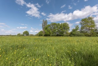 Wild flowers in a natural meadow on a sunny spring day. Bas Rhin, Alsace, France, Europe