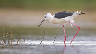 Black-winged Black-winged Stilt (Himantopus himantopus) Family of avocets, male, searching for food