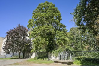 Memorial to the Große Hamburger Straße collection camp, Mitte, Berlin, Germany, Europe