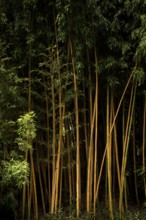 Bamboo, Trauttmansdorff Castle, Botanical Gardens, Merano, Merano, South Tyrol, Autonomous Province