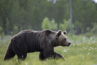 Brown bear (Ursus arctos) in the Finnish taiga, Kuusamo, Finland, Europe