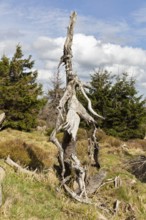 Knotted, dead tree trunk in a natural forest environment, Harz Mountains, Brocken, Lower Saxony