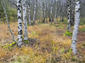 Moor Birch tree stems, (Betuls pubescens) with surounding autumn colour, in the Rhön UNESCO