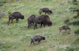 Bison (Bison bonasus), herd grazing in near-natural habitat, captive, Germany, Europe