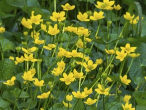 Marsh-marigold or kingcup (Caltha palustris), flowering on marshy ground, Hesse, Germany, Europe