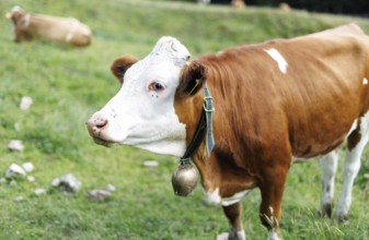 A young bull with a bell stands on a mountain pasture in Erl, 11/07/2024