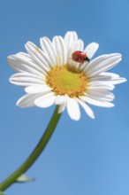 Ladybird on daisy, Switzerland, Europe