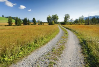 Field road leads through the Rothenthurm upland moor, Schwyz, Switzerland, Europe