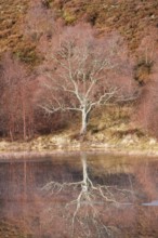 Reddish birch trees overgrown with moss are reflected in the water of a loch covered with ice