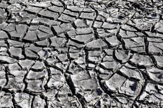 The bottom of a dried-up fish pond in Reckahn in Brandenburg looks like parched desert soil. The