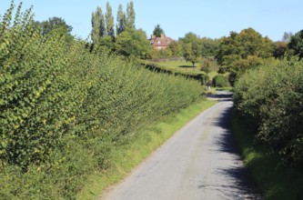 Winding narrow country lane in valley between hedgerows, Monewden, Suffolk, England, UK