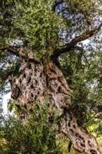 Olive tree plantation, Montenegro, Montenegro, Europe