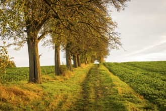 Autumn in the Gebergrund near Rippien. Prof Banzer from the Dresden Art Academy once painted in